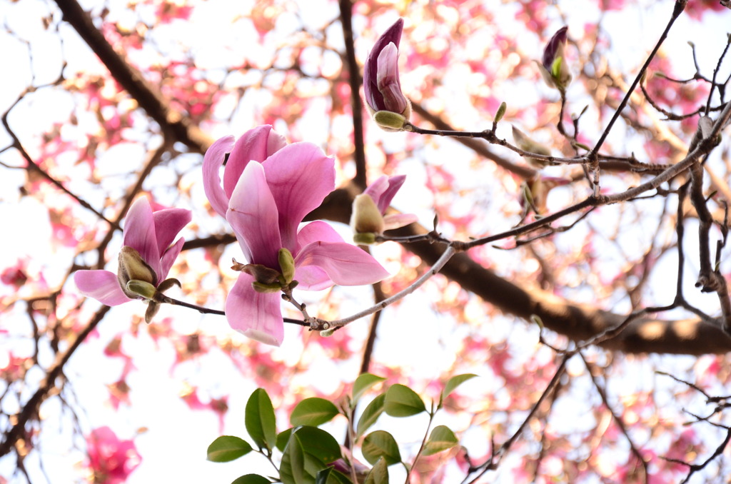 逢いたくて…　木蓮の花