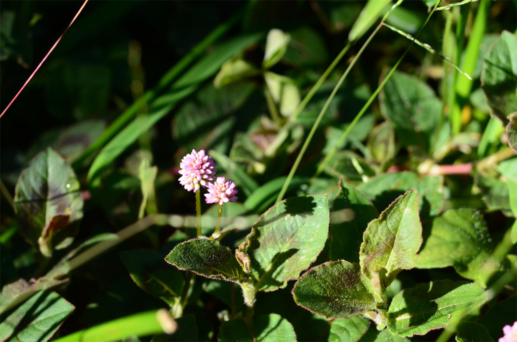 ヒメツルソバ（Persicaria capitata）