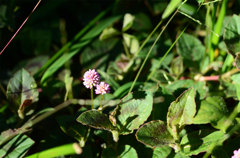 ヒメツルソバ（Persicaria capitata）