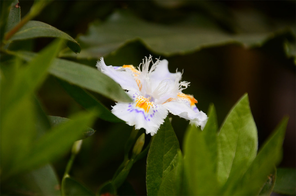 シャガの花