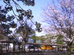 桜