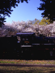 桜とC57