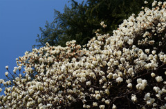 こぶしの花も満開