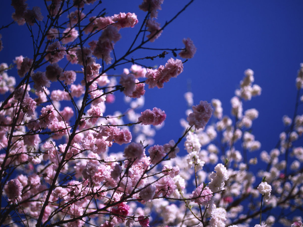花桃
