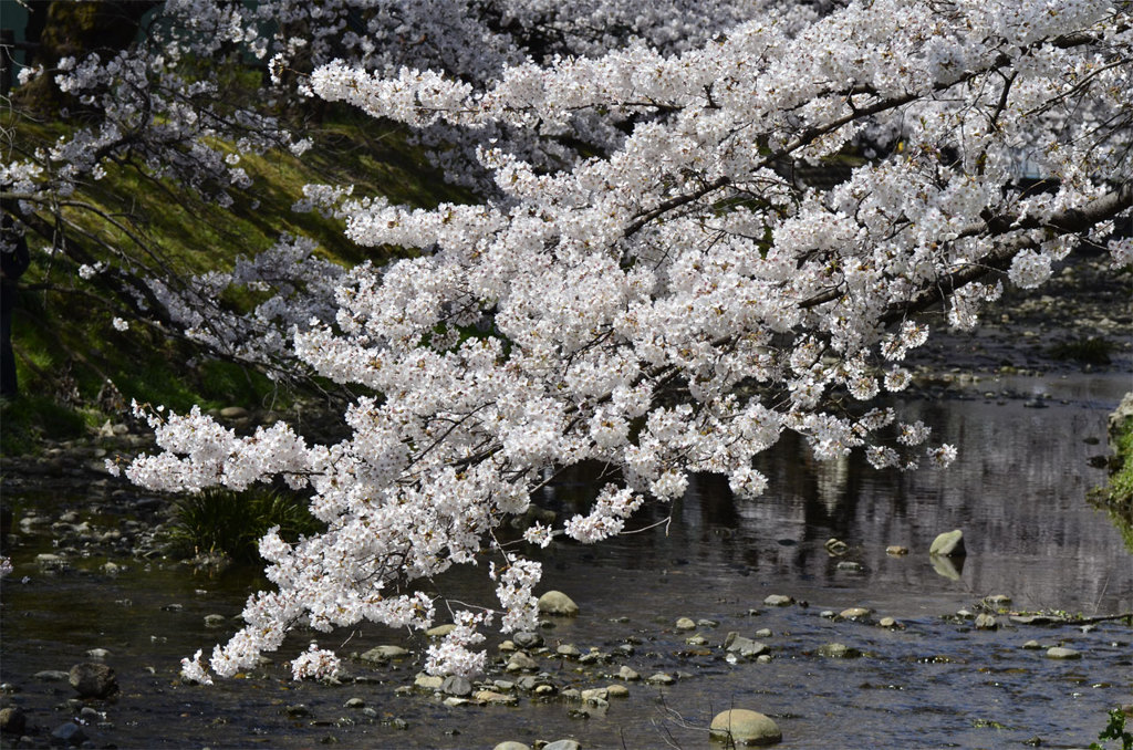 根川の桜