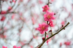 梅の花