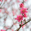 梅の花