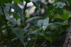 大雨の時