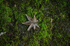 苔の上に…