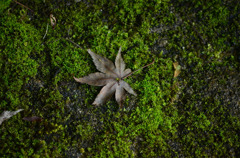 苔の上に…