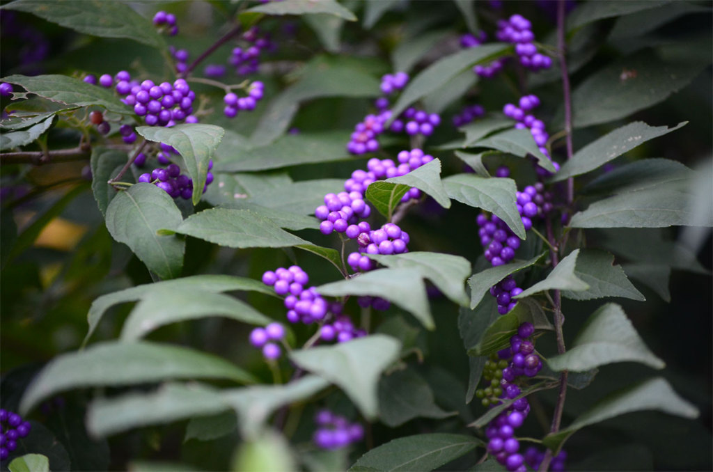 ムラサキシキブ（紫式部、Callicarpa japonica）