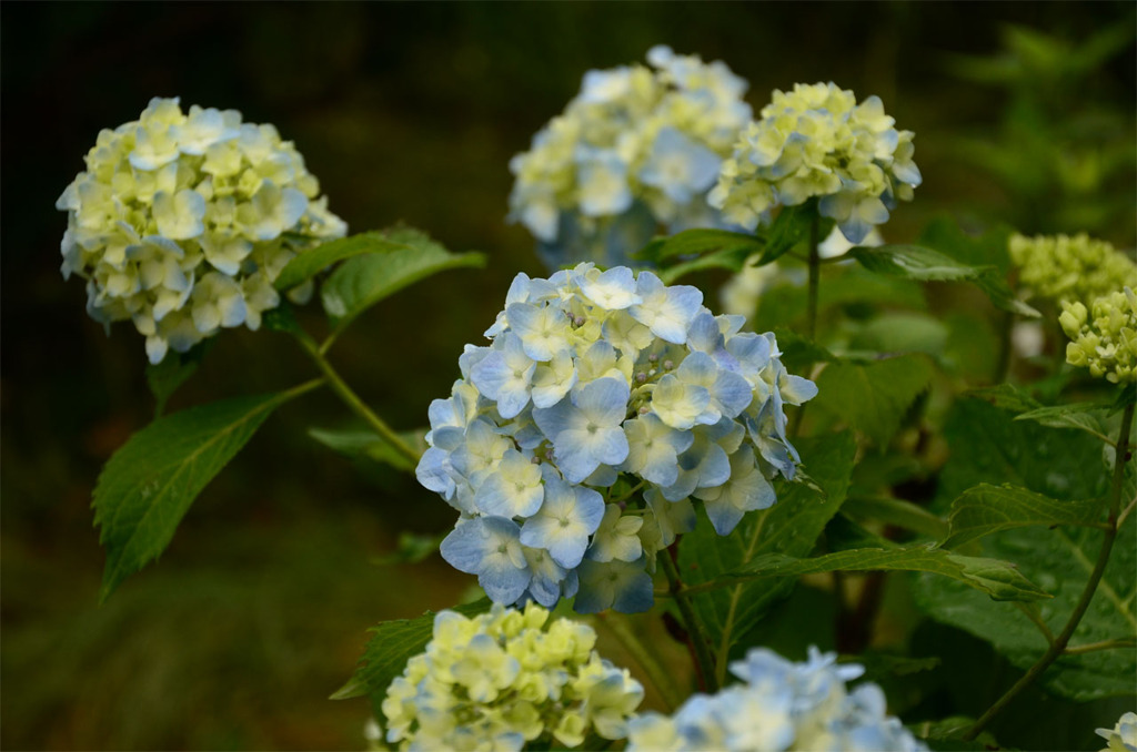 紫陽花公園。其の伍