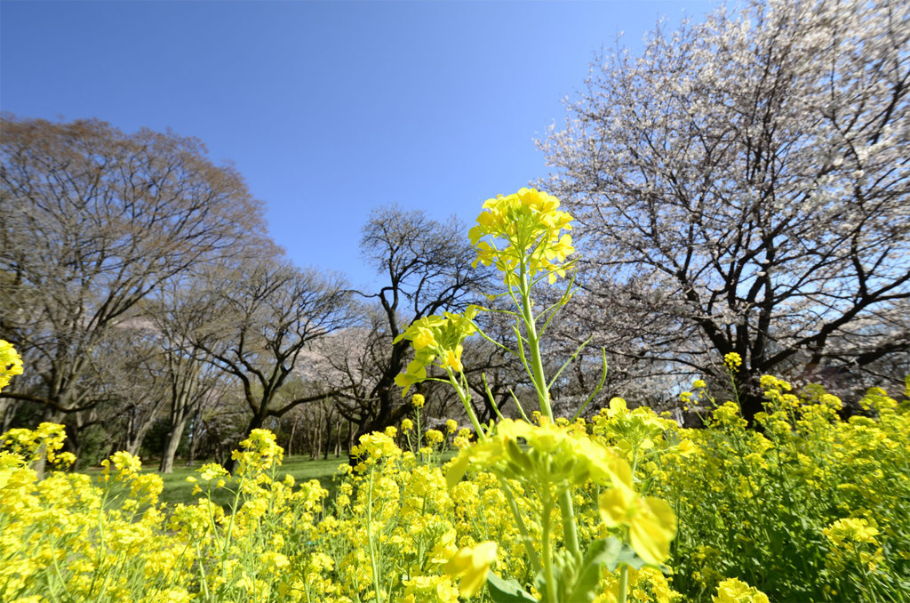 桜と菜の花