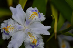 アリさんはこの花の美しさを分かってるの？