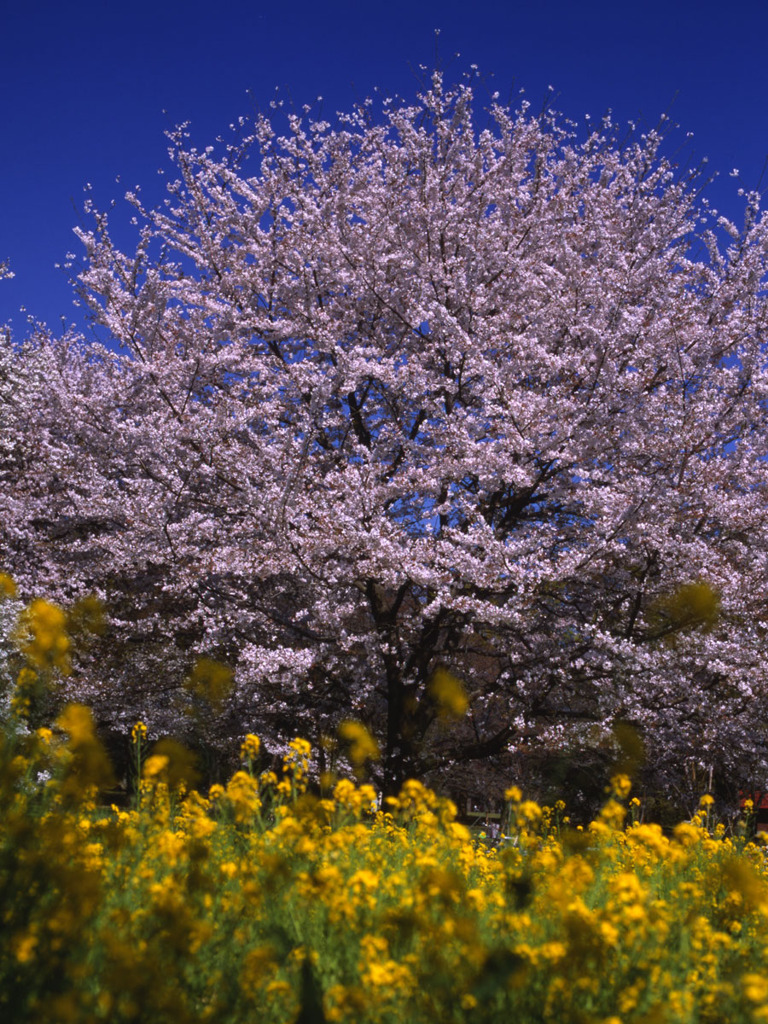 桜と菜の花