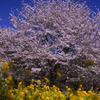 桜と菜の花