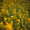菜の花