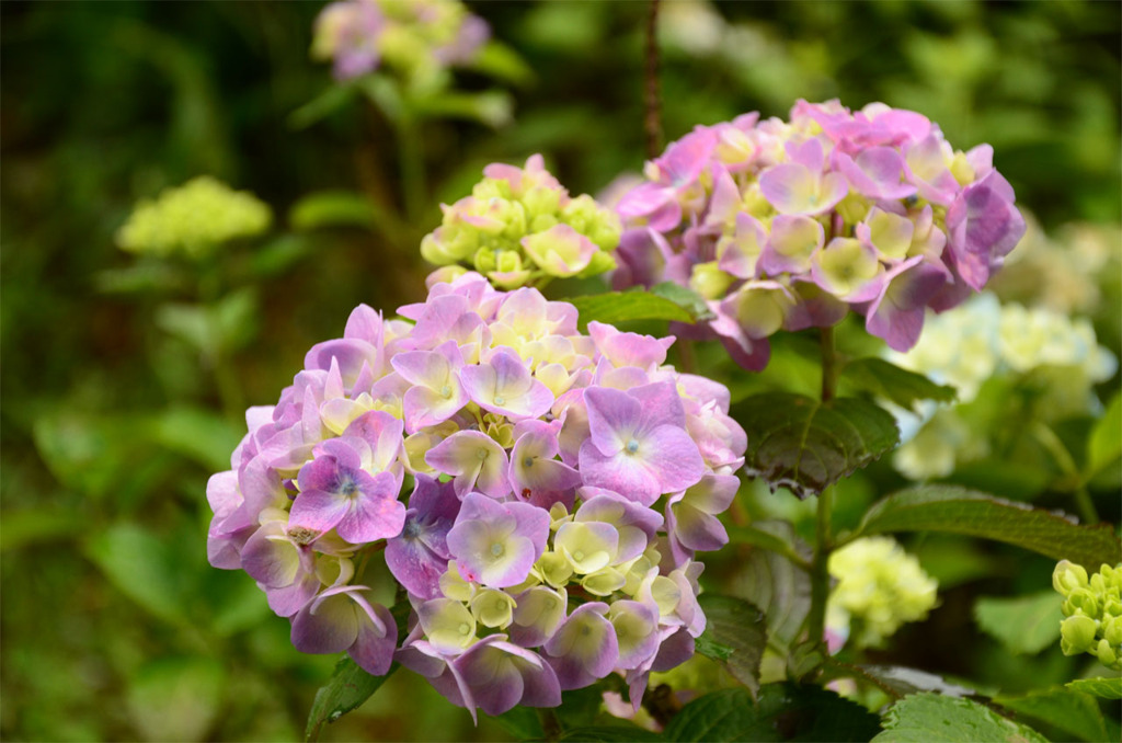 紫陽花公園。其の弐