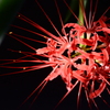 曼珠沙華