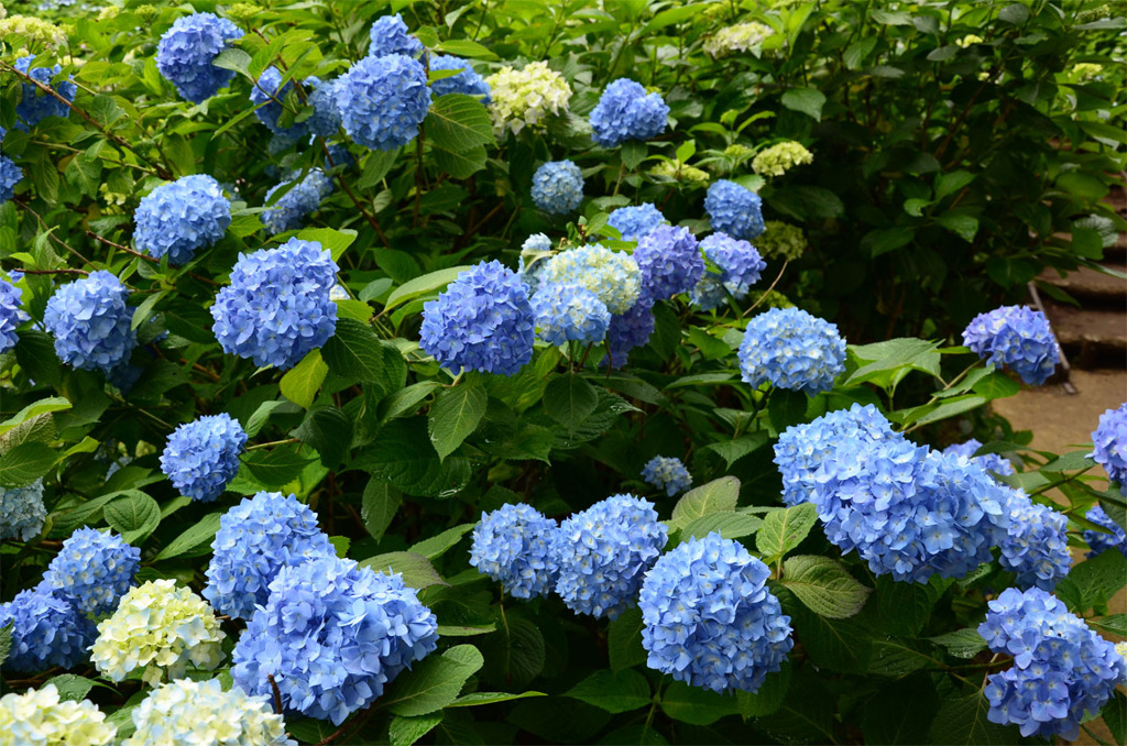 紫陽花公園。其の参