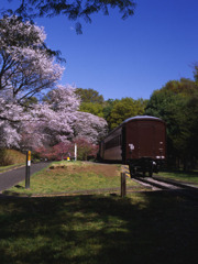 桜と旧型客車