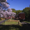 桜と旧型客車