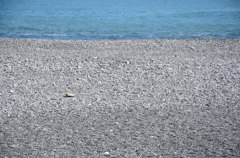 広い浜にウミガメの甲羅ひとつ