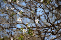 冬桜