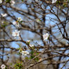 冬桜