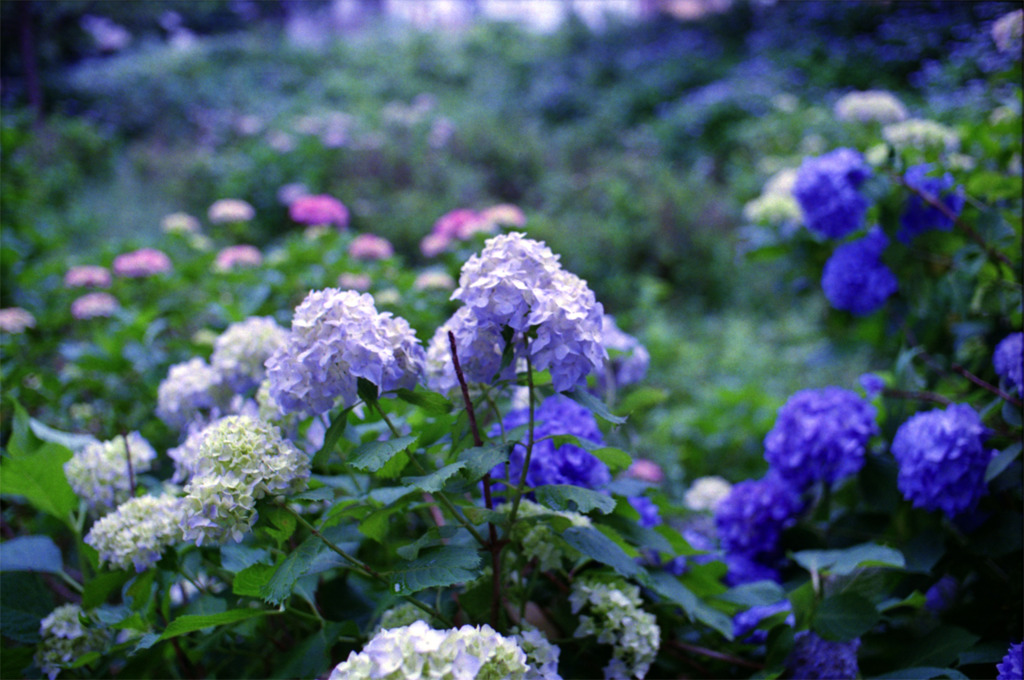 紫陽花公園　其の拾弐