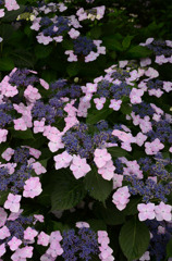 紫陽花公園。其の八