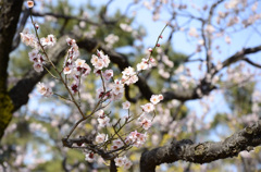 梅の花
