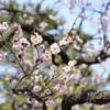 梅の花