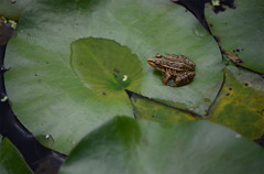 かえる