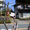 道ばたにも梅の花