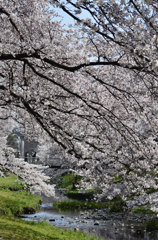 根川の桜
