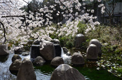 根川緑道の水