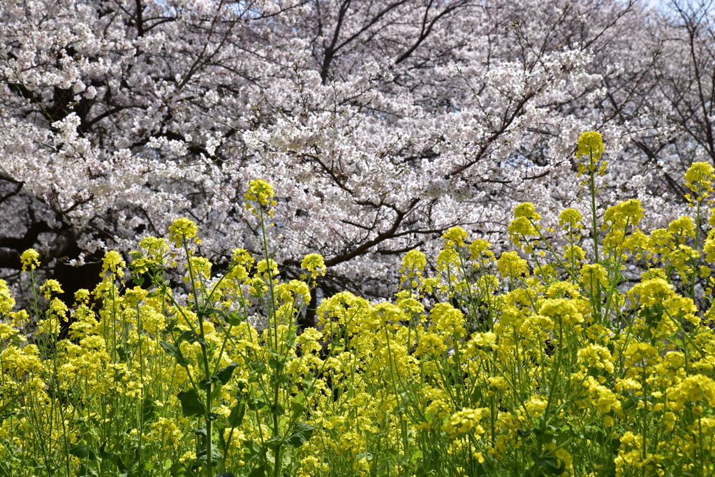 さくらなのはな