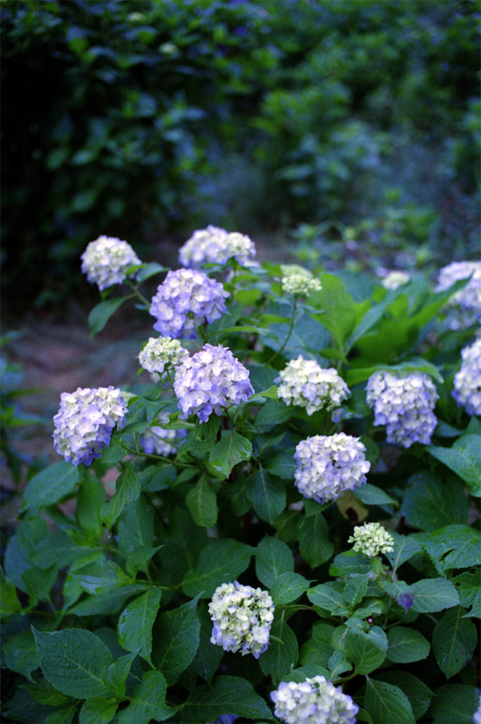 紫陽花公園　其の拾参