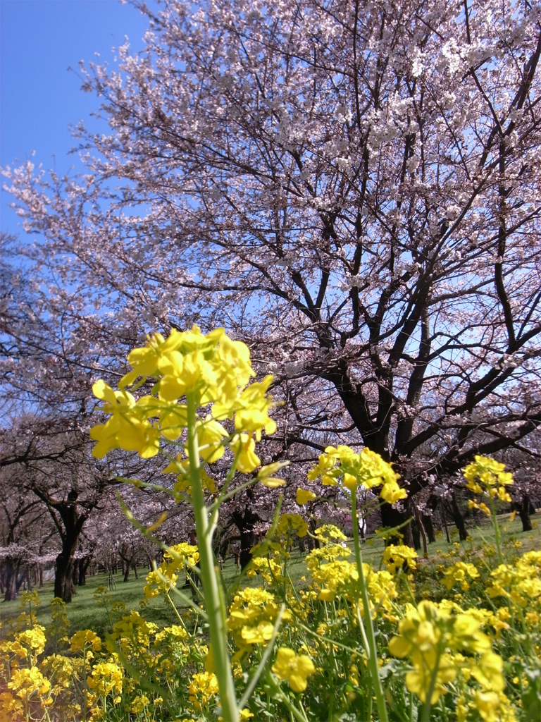 菜の花と桜