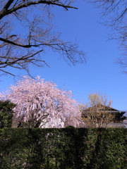 しだれ桜