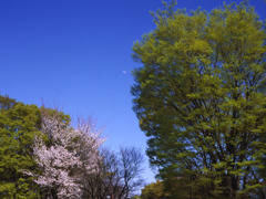 桜・月・欅