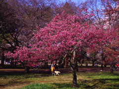 散歩・桜のした