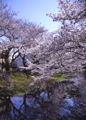 根川の桜