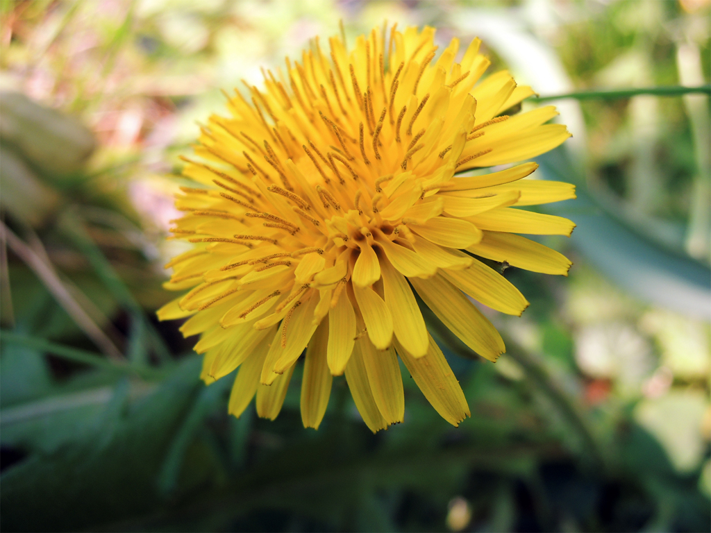 Dandelion