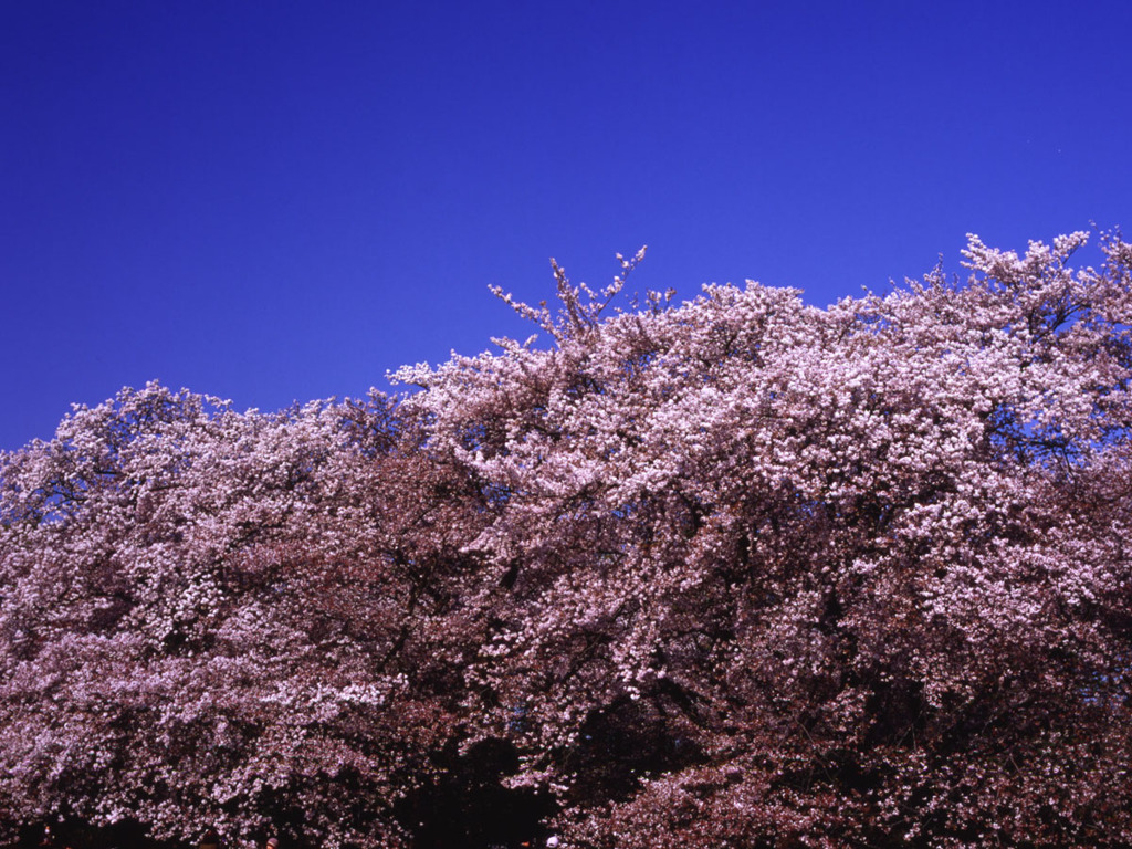 桜の峰