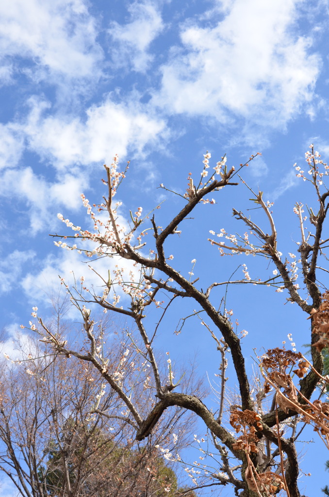 青い空 雲足早に流されて 離れて行くの見送る梅花