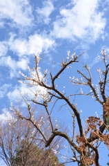 青い空 雲足早に流されて 離れて行くの見送る梅花