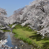 根川の桜