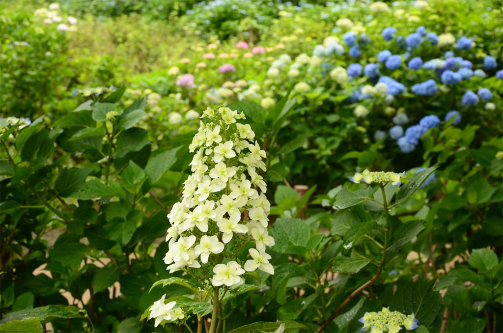 紫陽花公園。其の四